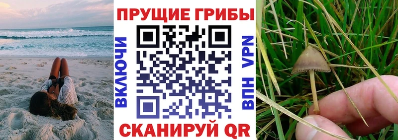 наркотики OMG онион Галлюциногенные грибы MAGIC MUSHROOMS Шуя